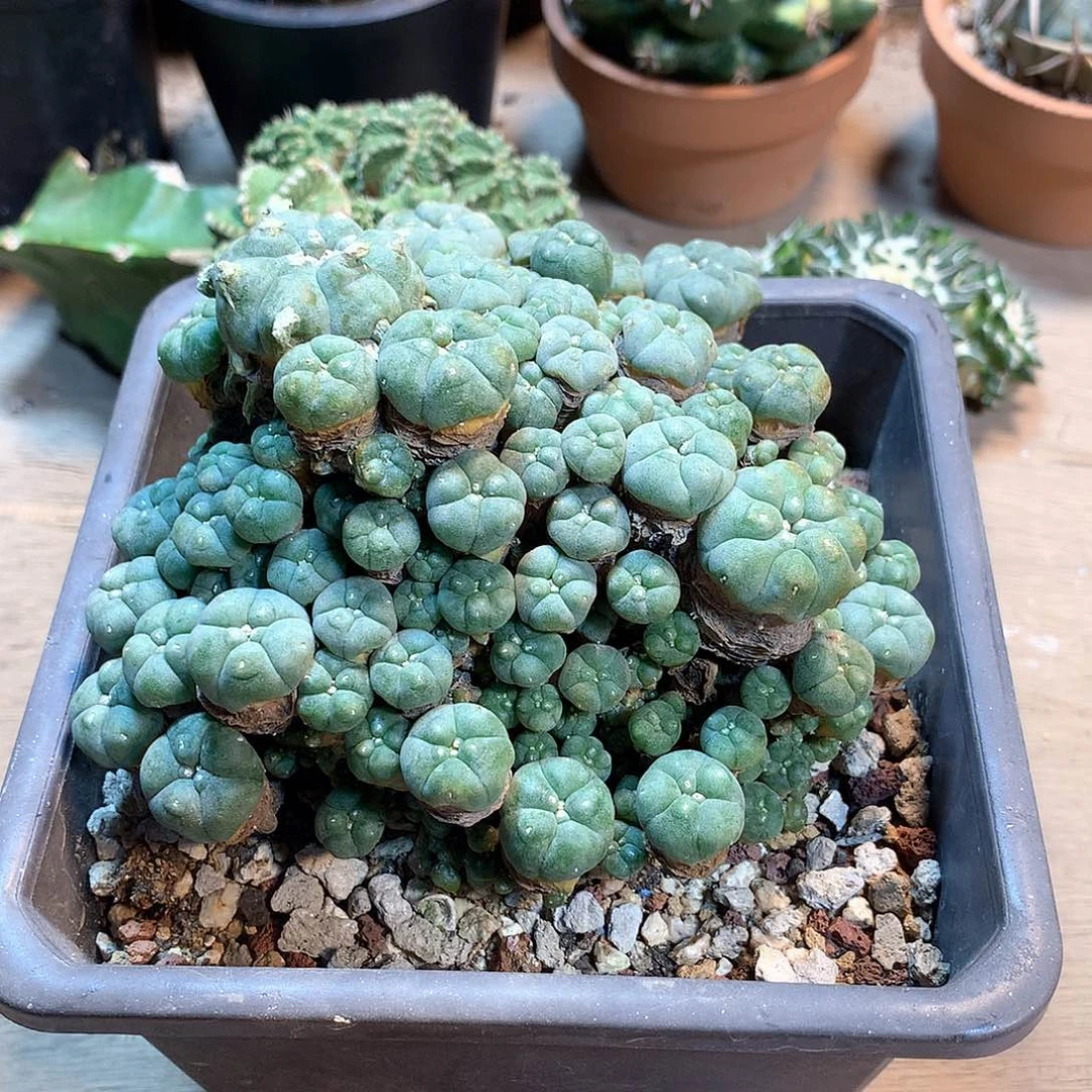 自根子吹坞鱼
