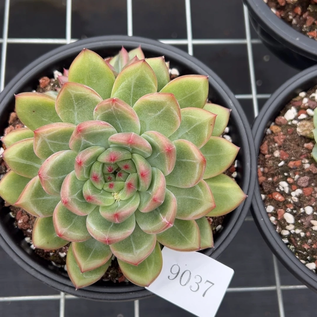 傲***姨9037肉肉肉肉肉肉