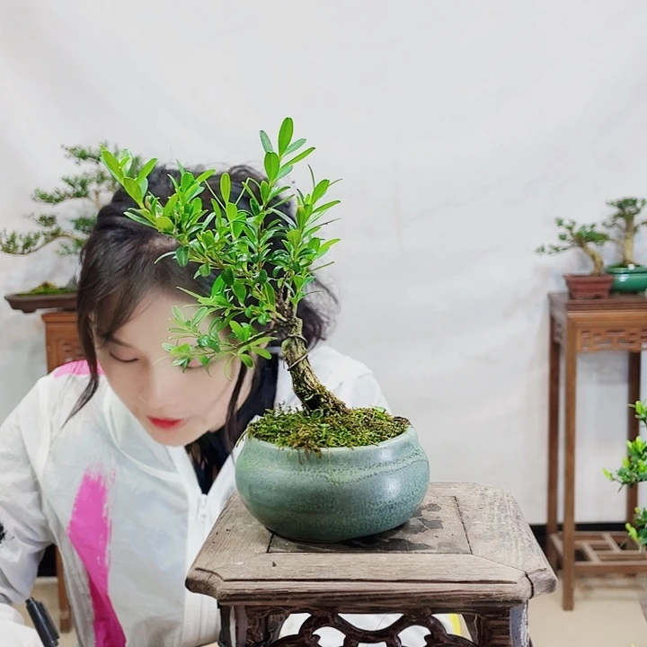 无花朵侠**情皱皮雀舌黄杨盆景