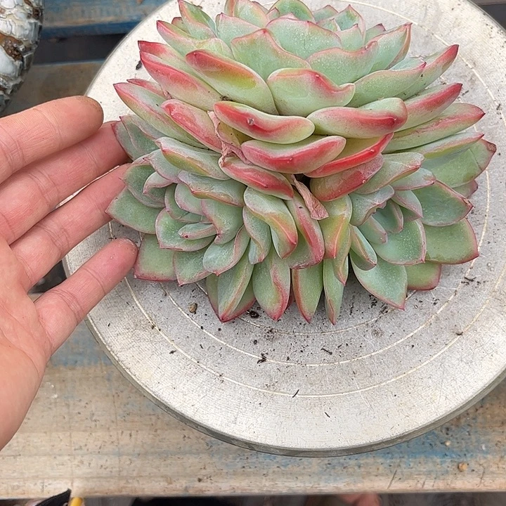 多肉植物一物一拍