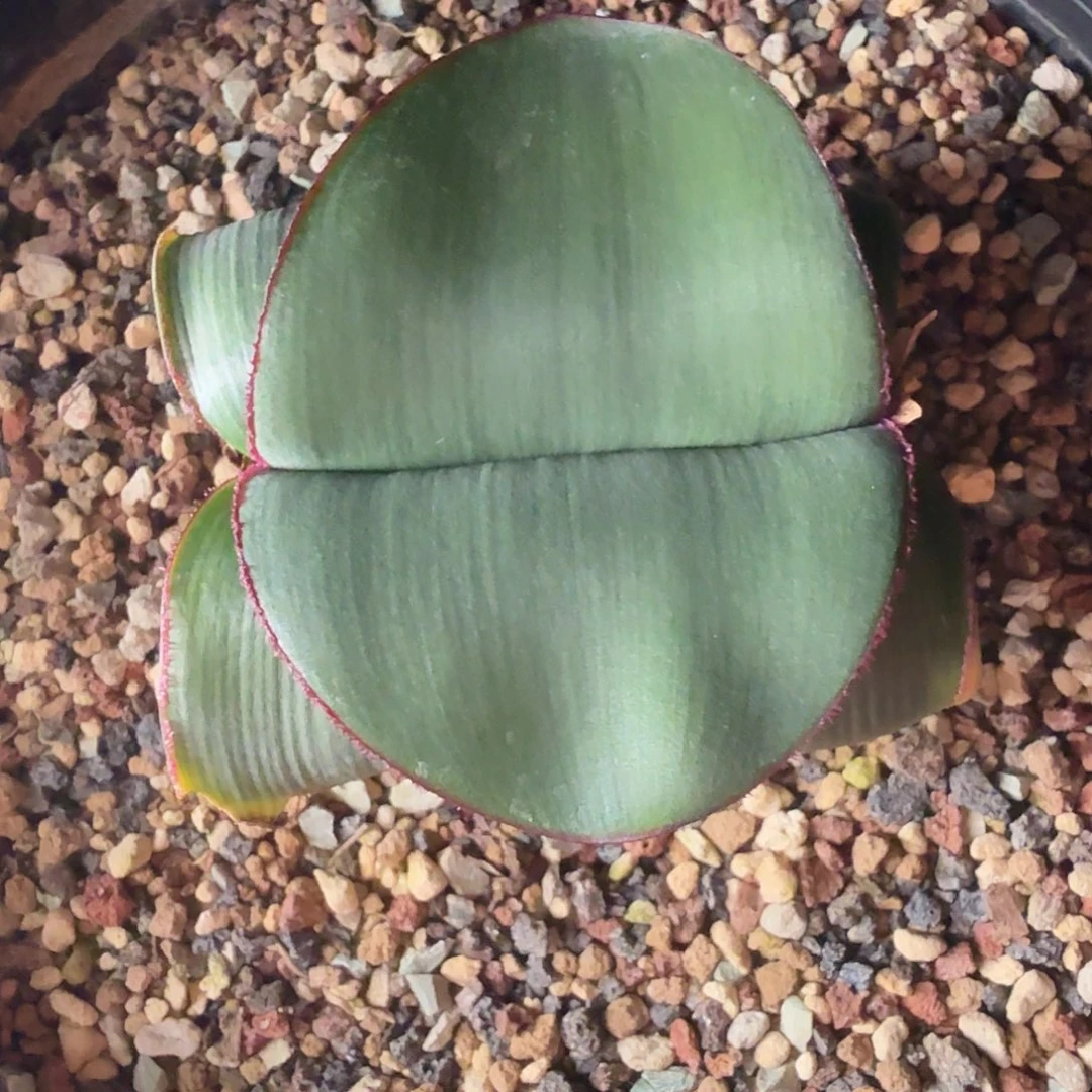 阔叶血莲一个带盆发