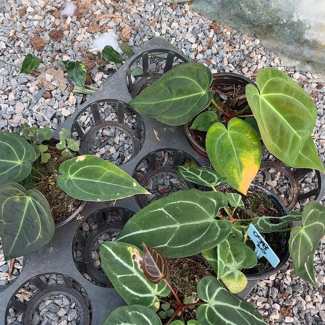 夏***阳完全开放花烛4颗随机发货不售后