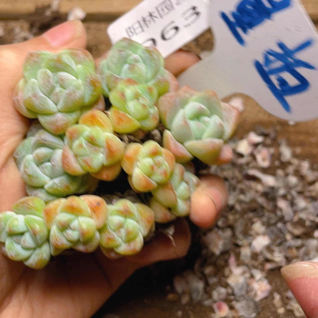 量拍多肉植物多肉植物963