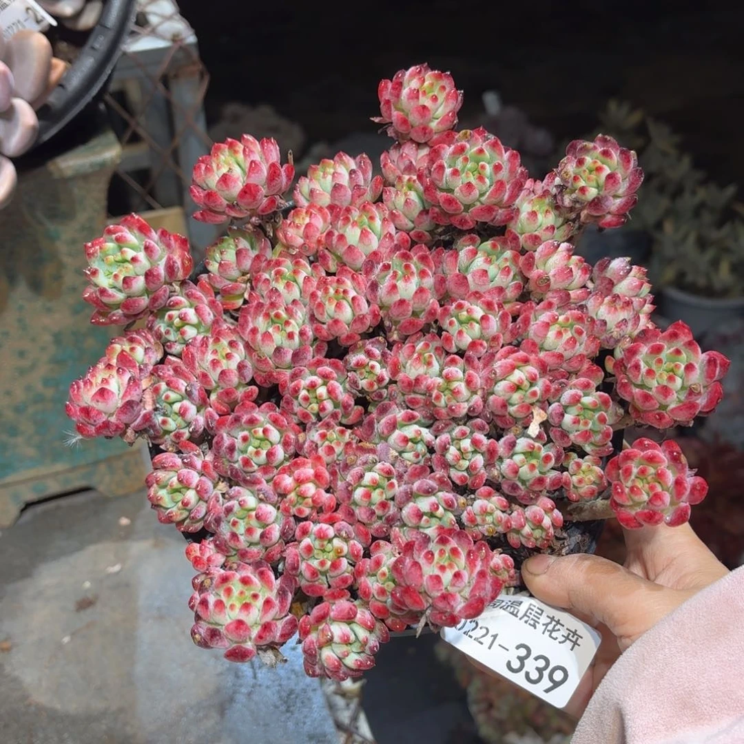 同温层多肉蓝苹果339