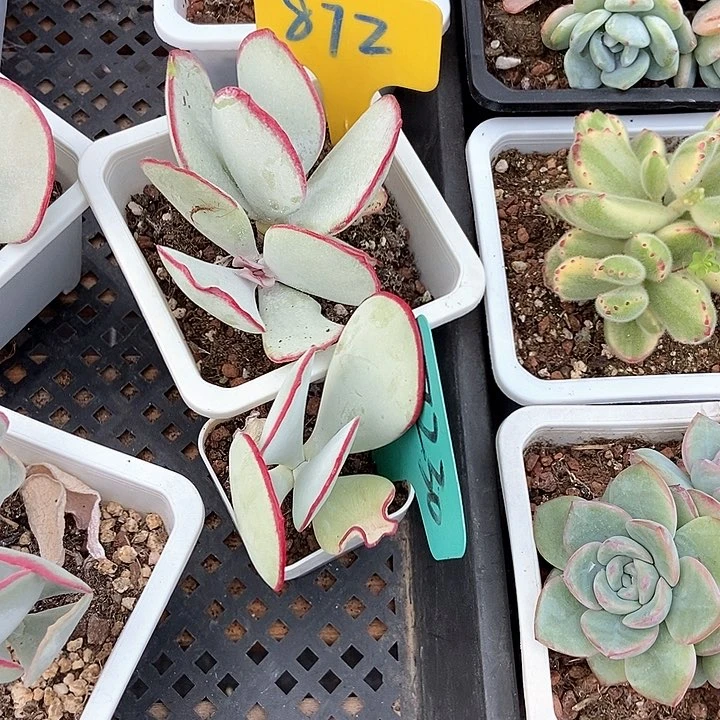 猫*?多肉植物白眉872 7230