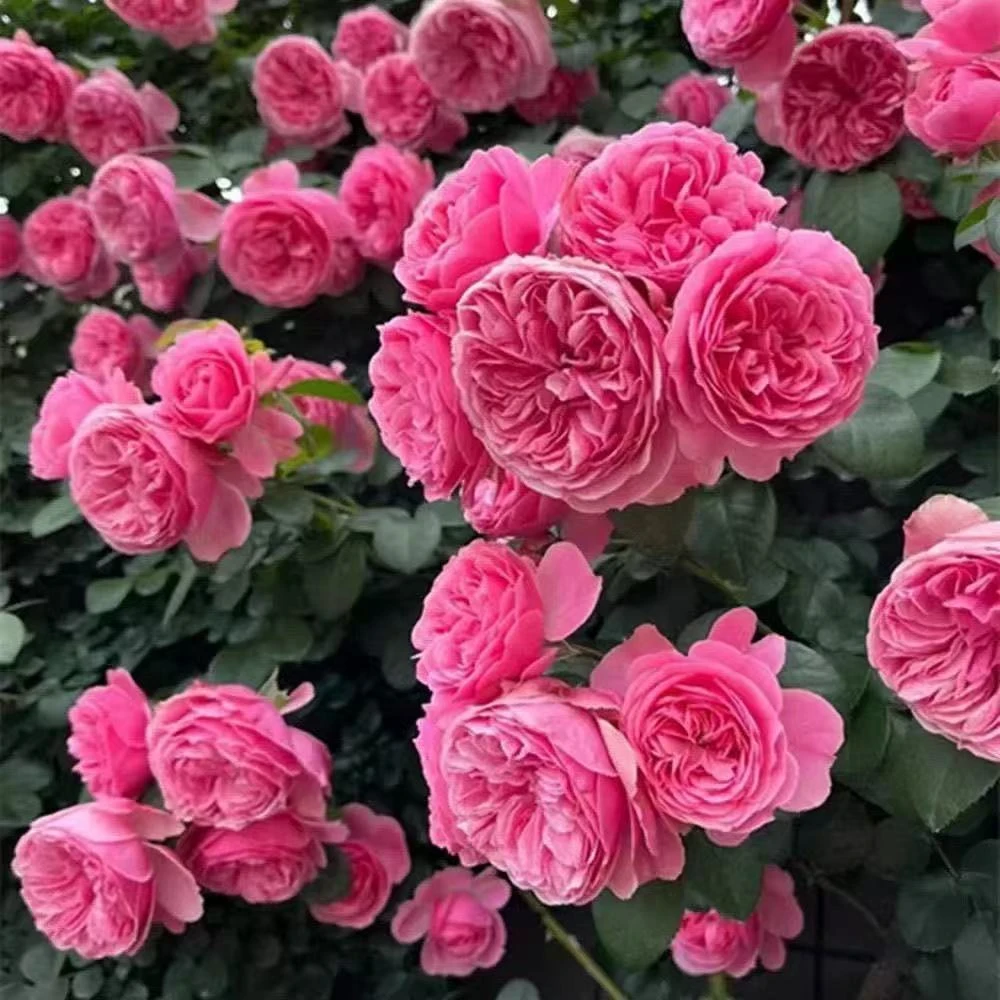 粉色达芬奇爬藤月季耐寒蔷薇花苗阳台庭院栏杆拱门花卉四季开花