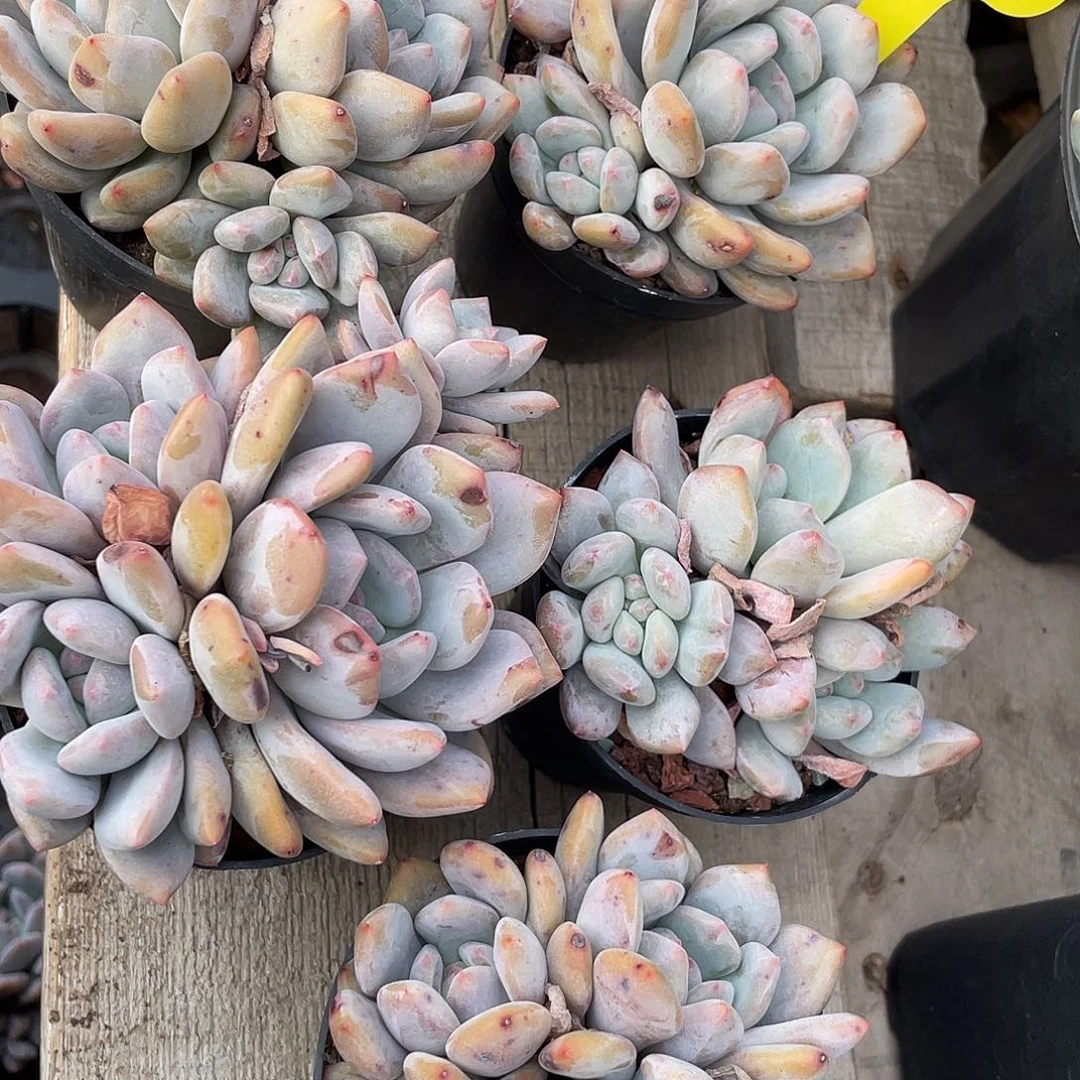 五盆香香程多肉植物258