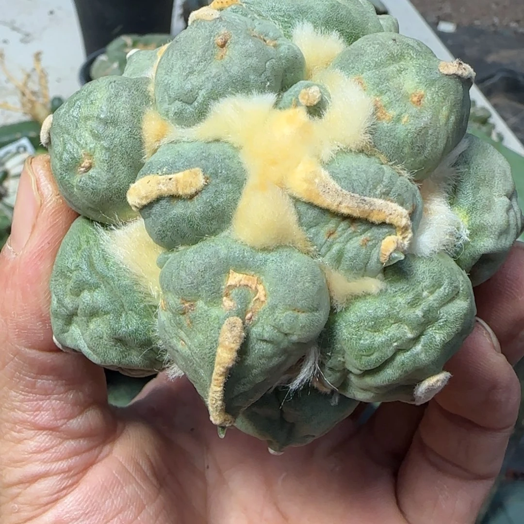 无花朵落地蛋尤666