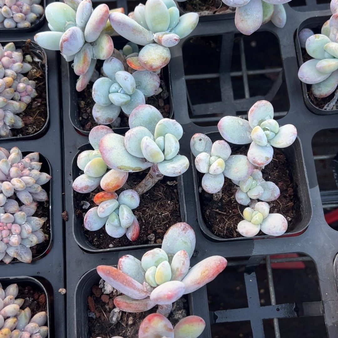 雪美人三头群到手1颗量拍多肉满18元包邮明天发货