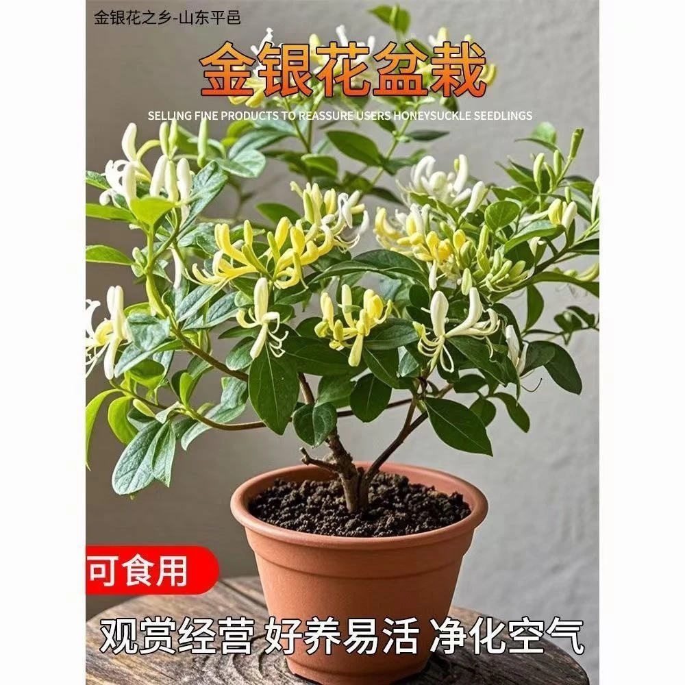 【养死包赔】四季金银花原盆原土带叶带花芽发货 南北方均可种植