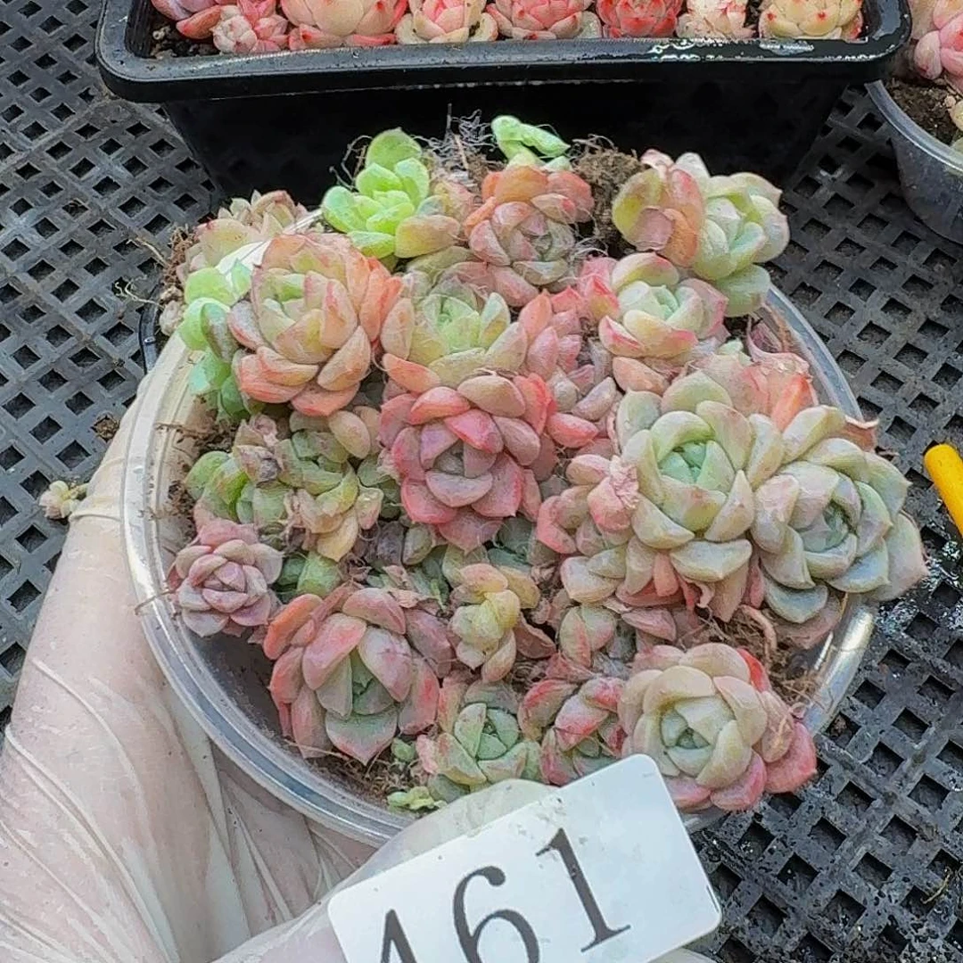 多肉植物多肉植物461