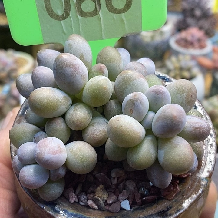 奶杂086号的啊啊啊多肉啊啊啊