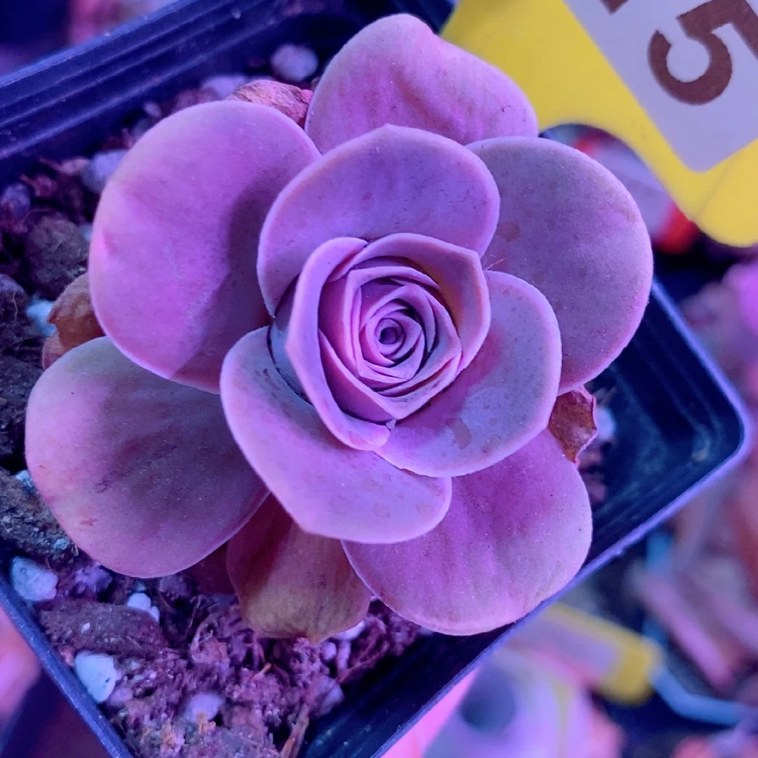 星星雪一物一拍007