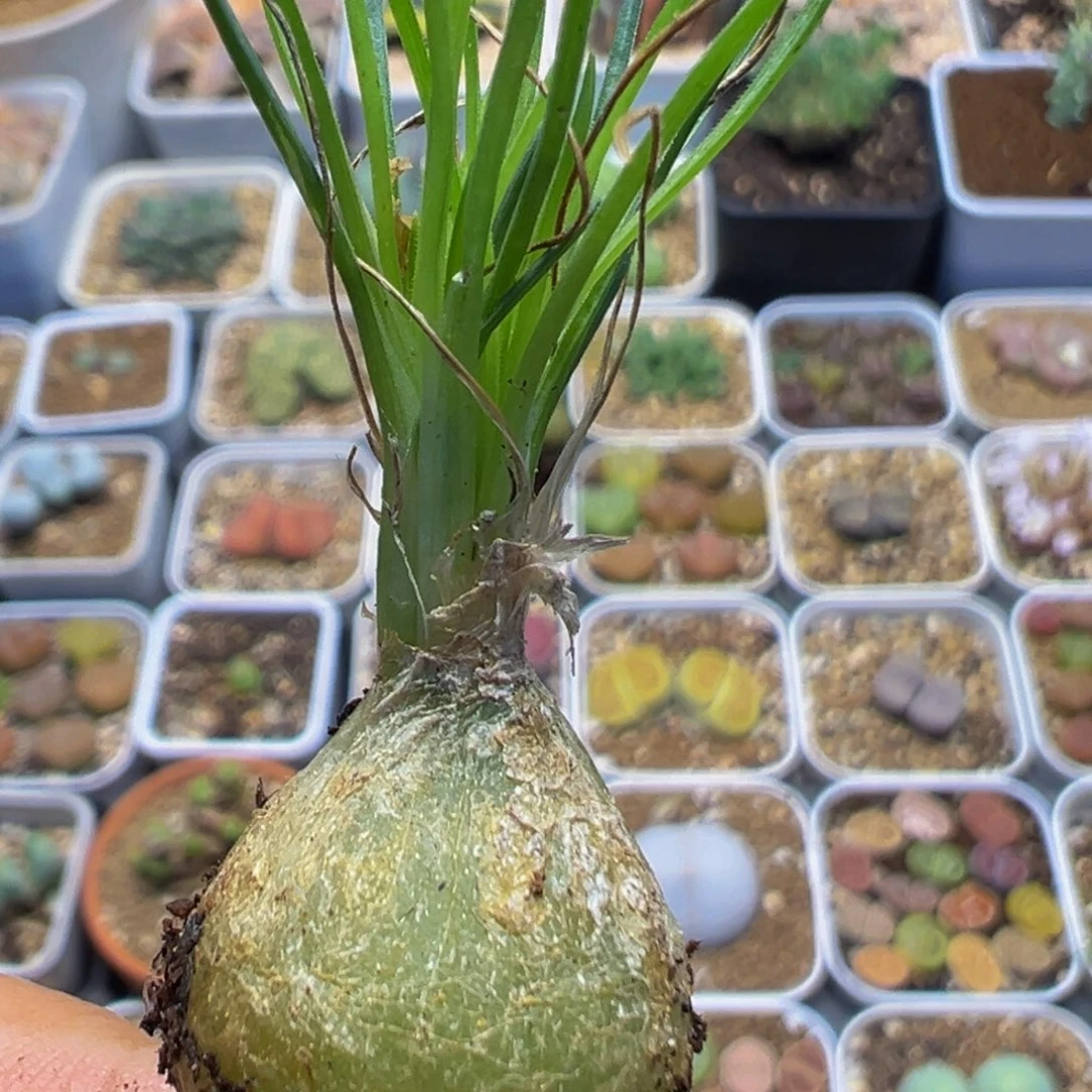 爱***阳58多肉植物百科植物
