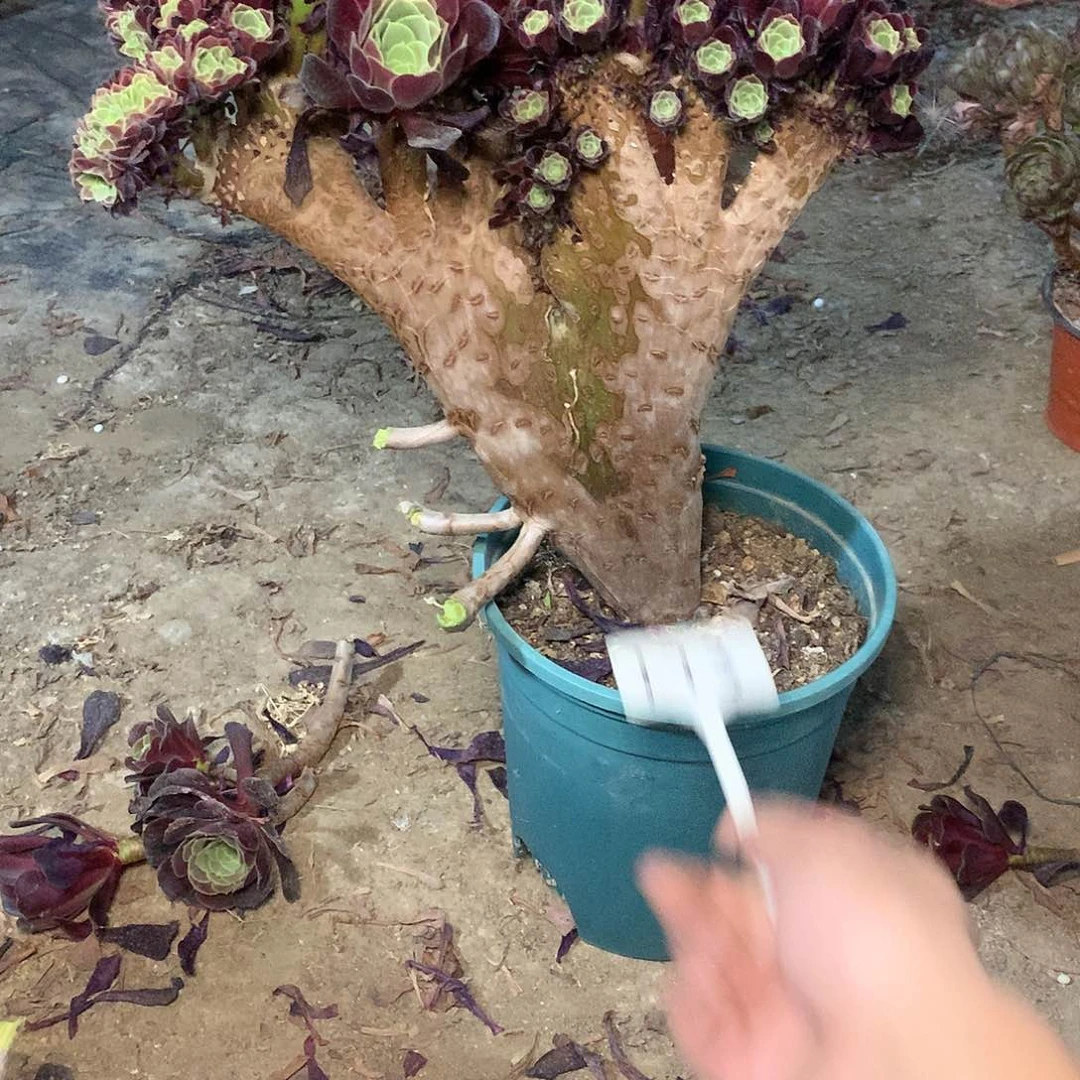 桉*奈多肉多肉多肉多肉173