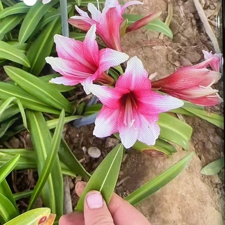 白肋8562。2.5cm，裸球发货
