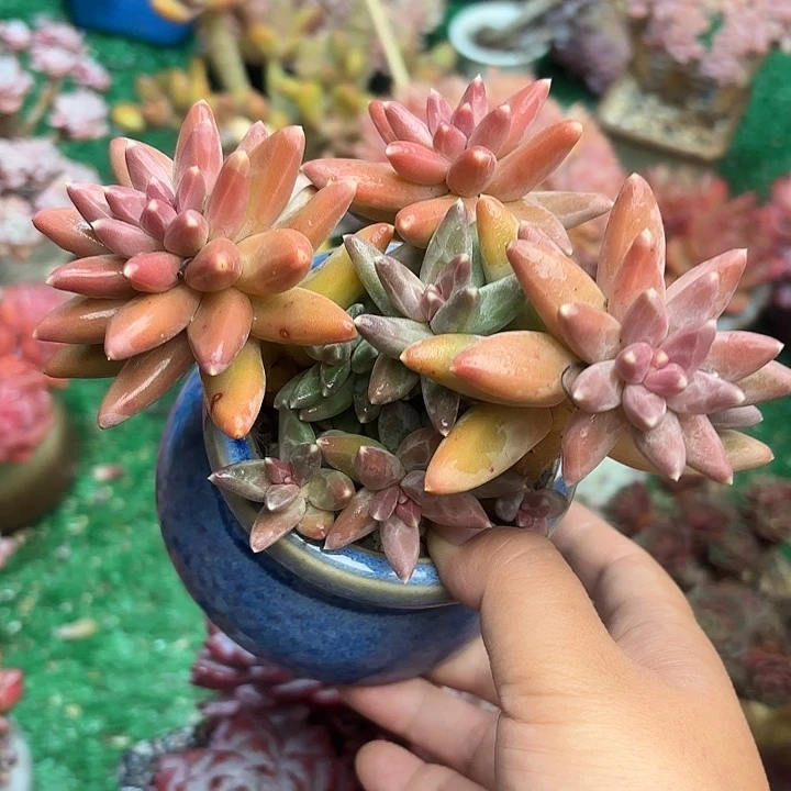 伊卡鲁斯老桩一颗