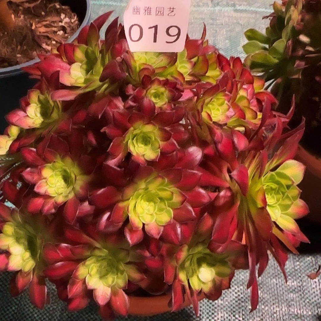 阿*多肉植物冰铜019