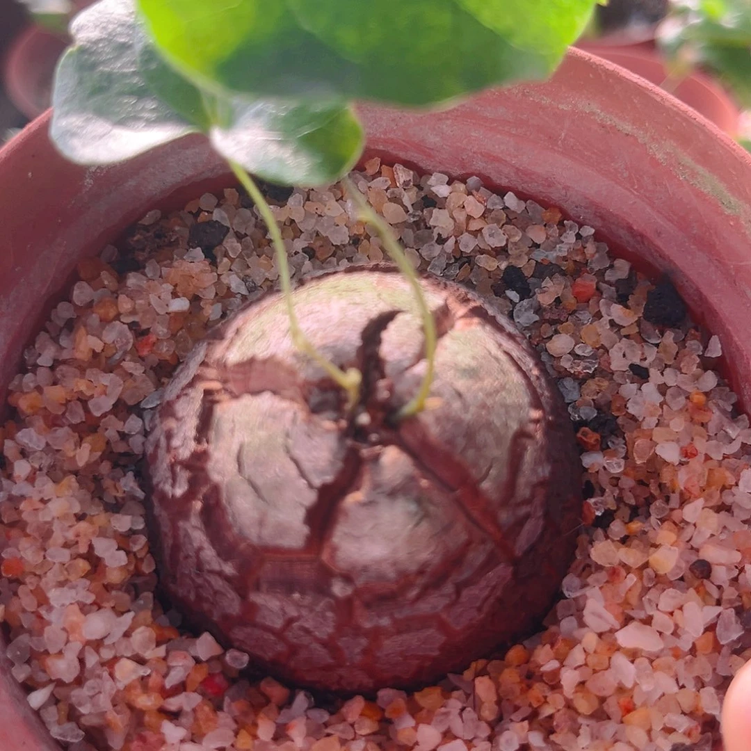 潮流植物正圓南非龟