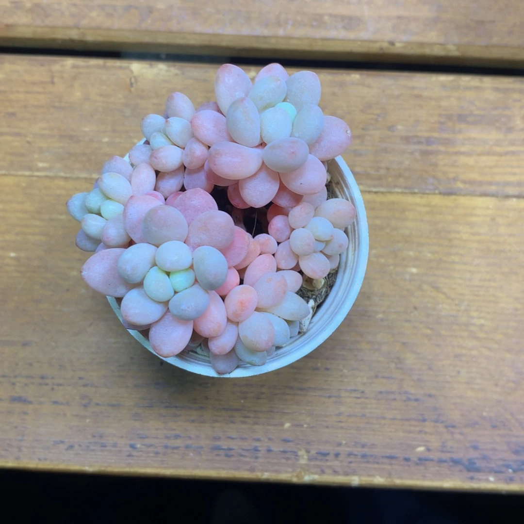 精品鱼子酱多肉一物一拍