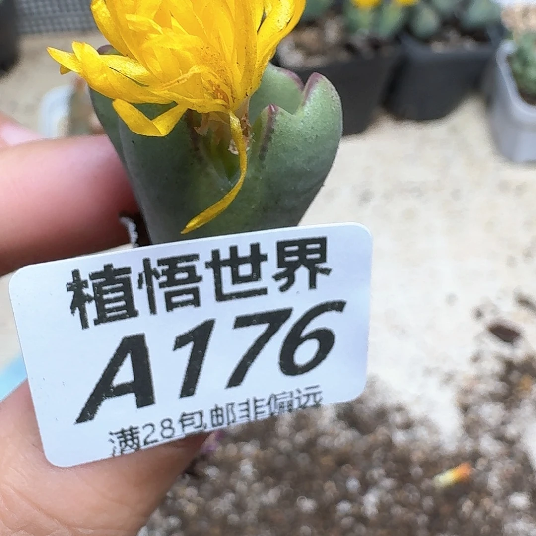 多肉植物的人生fvb
