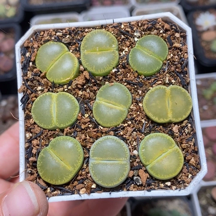 优选漂亮绿宝石特价