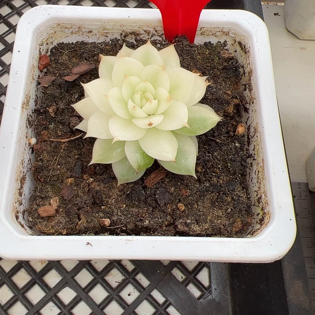 1102号黑水晶宽锦多肉