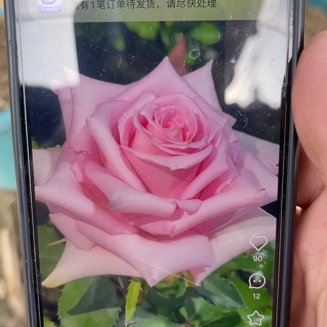 无花朵——杰西卡 福利款