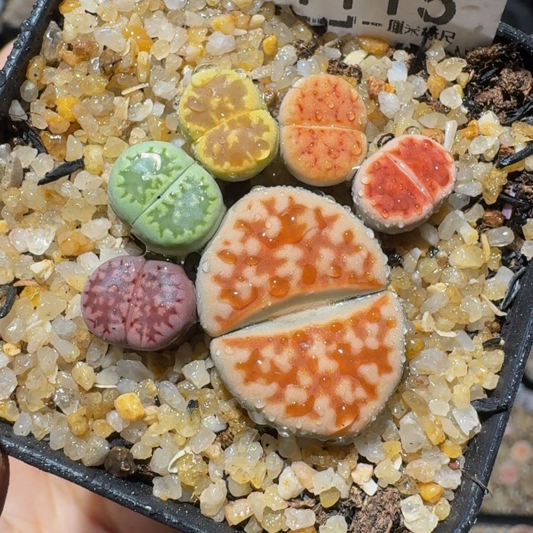 zzzz精品生石花1115