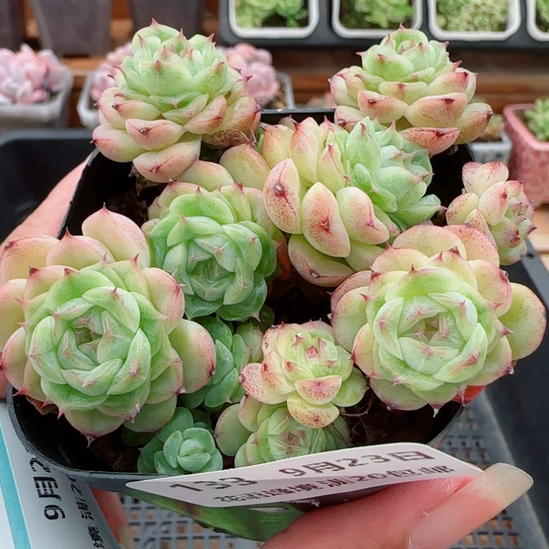 花语逸镜0923-133