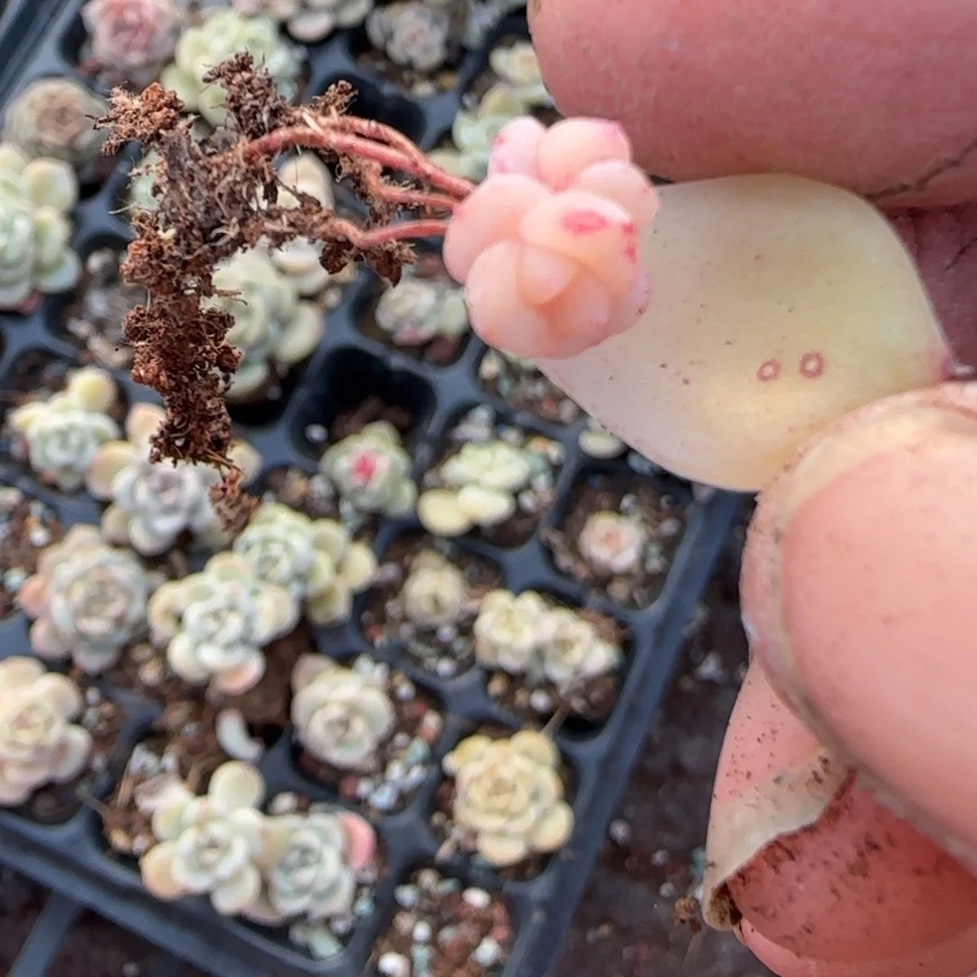 永***盛多肉小卡拉米糖心一物一拍