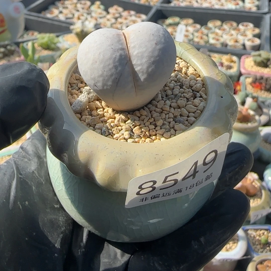 8549-一物一拍 带盆