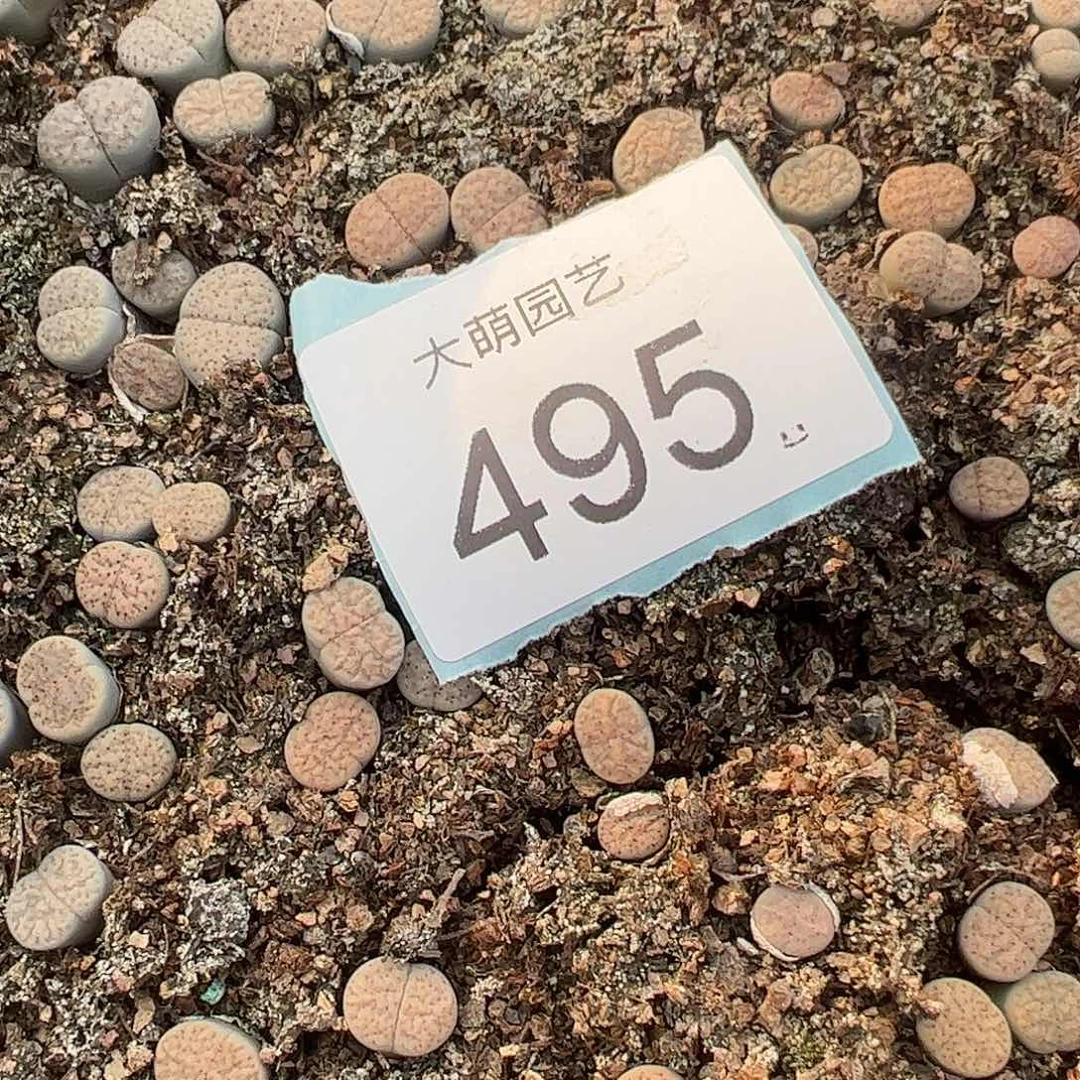 量拍血点2颗一组   尺寸不大