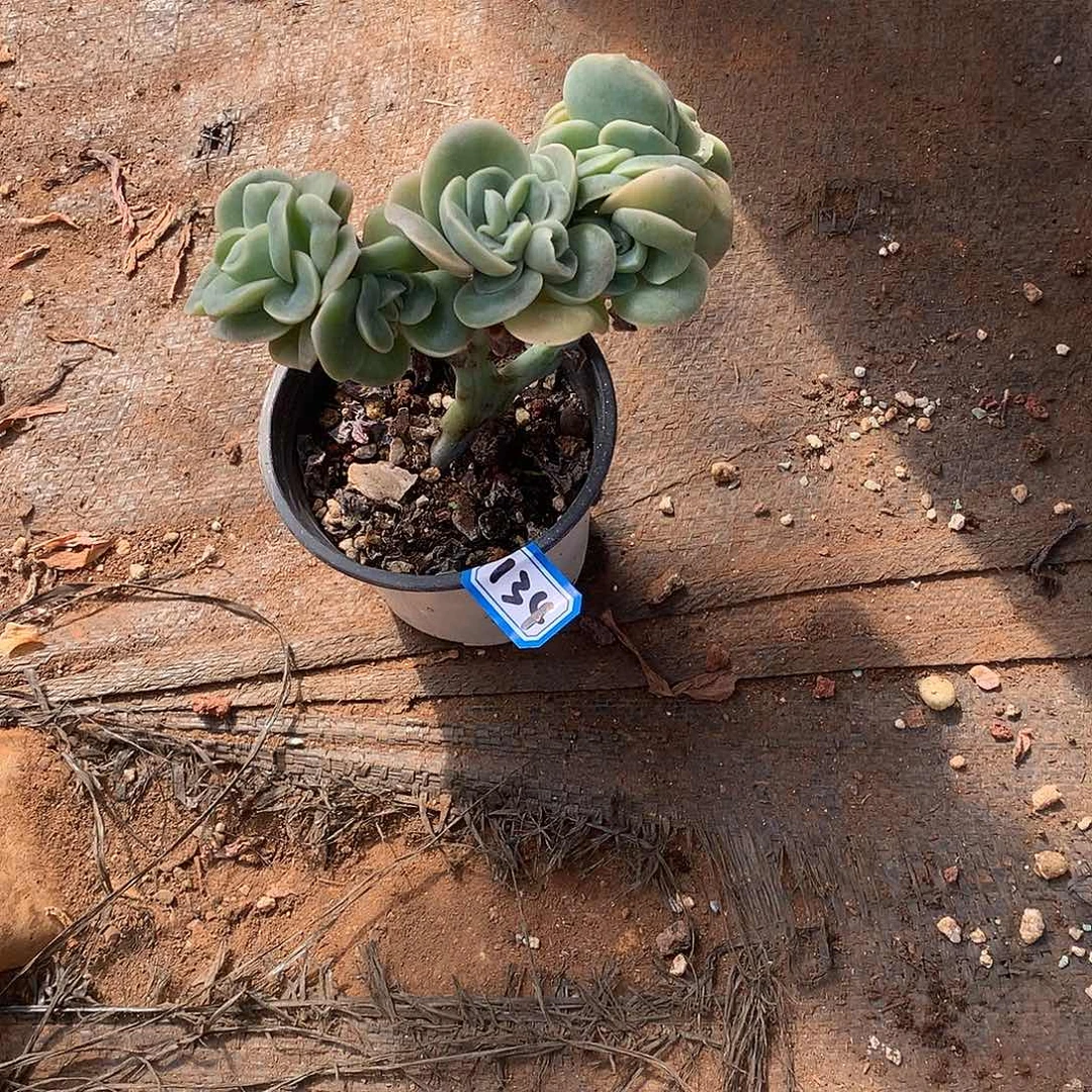 134可爱玫瑰一物一拍多肉