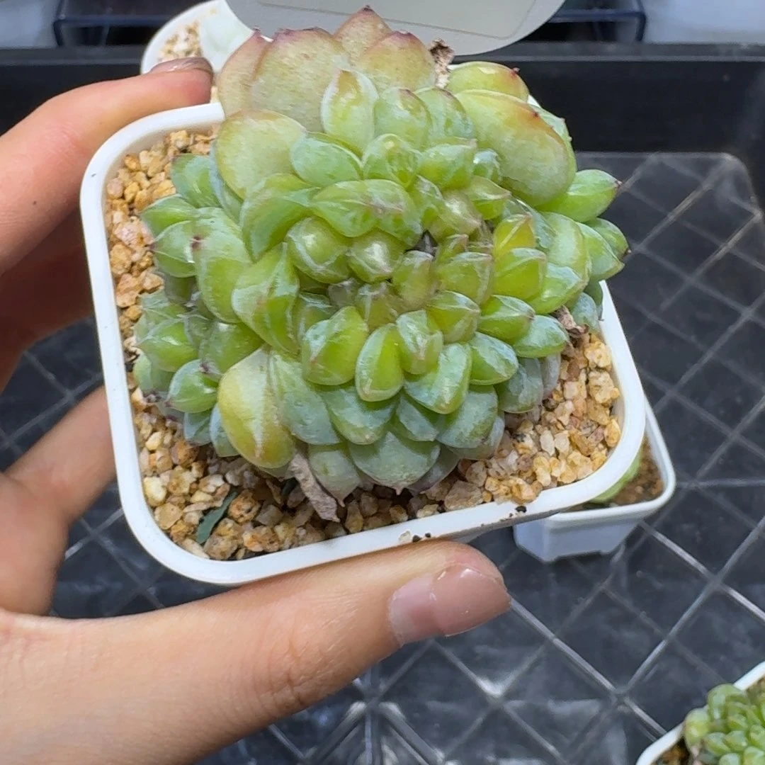 0607-52-糖心缀化一颗