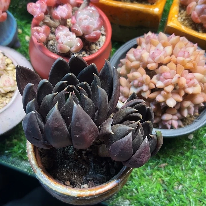 黑王子老桩精品多肉