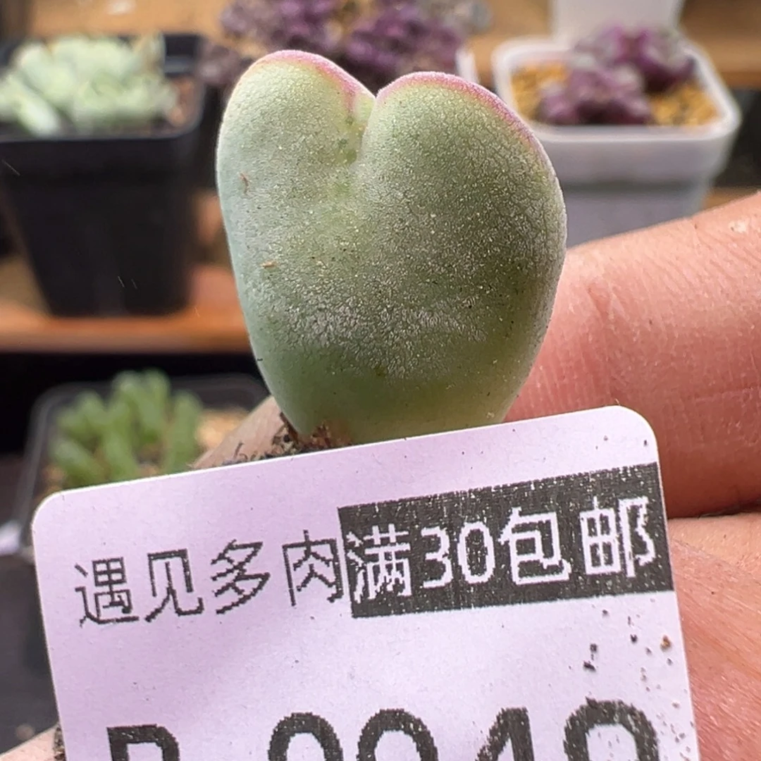多肉植物1111111111111111111