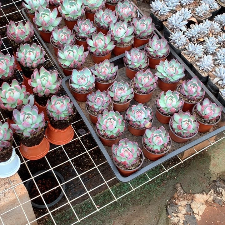 带盆土惊鸿7.88两单包邮