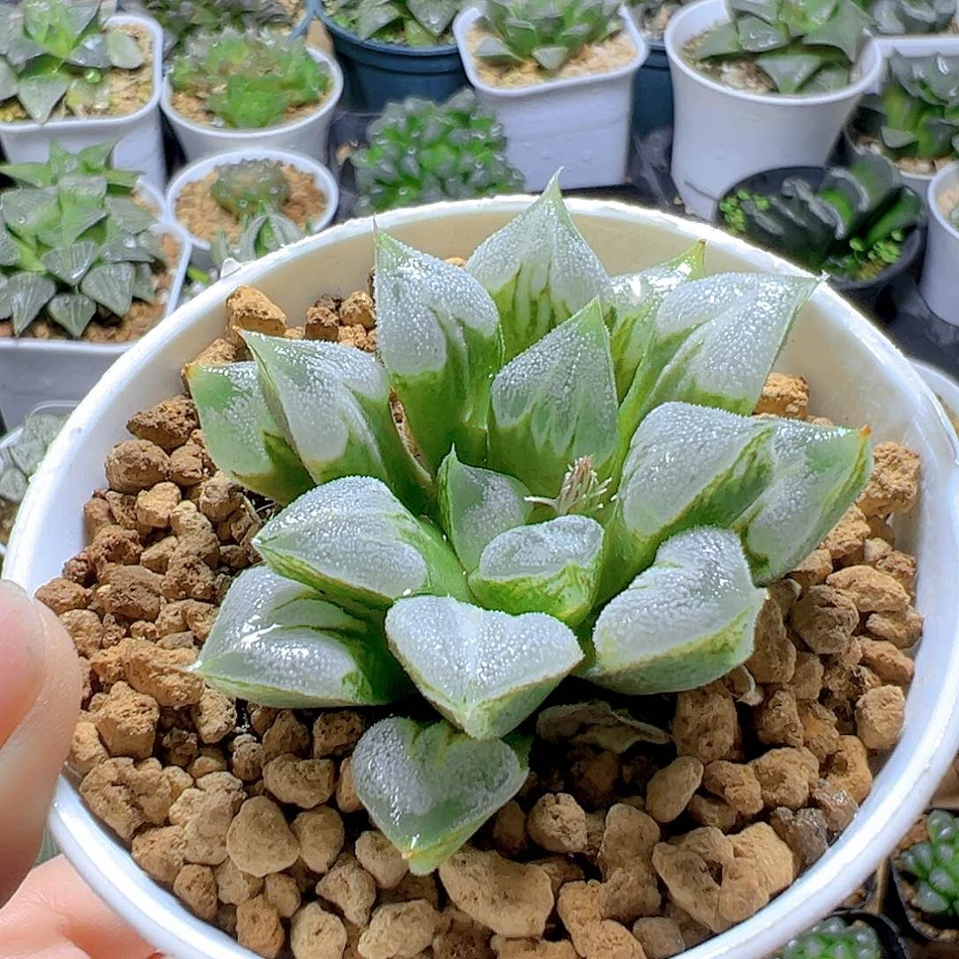 万象盆爱心寿多肉多肉一颗