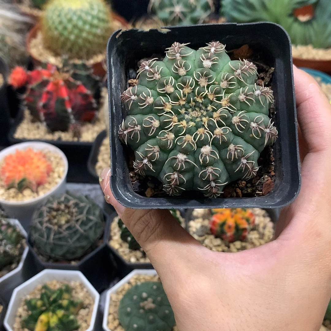 当前无花栽培后可以开花实生根瑞昌玉