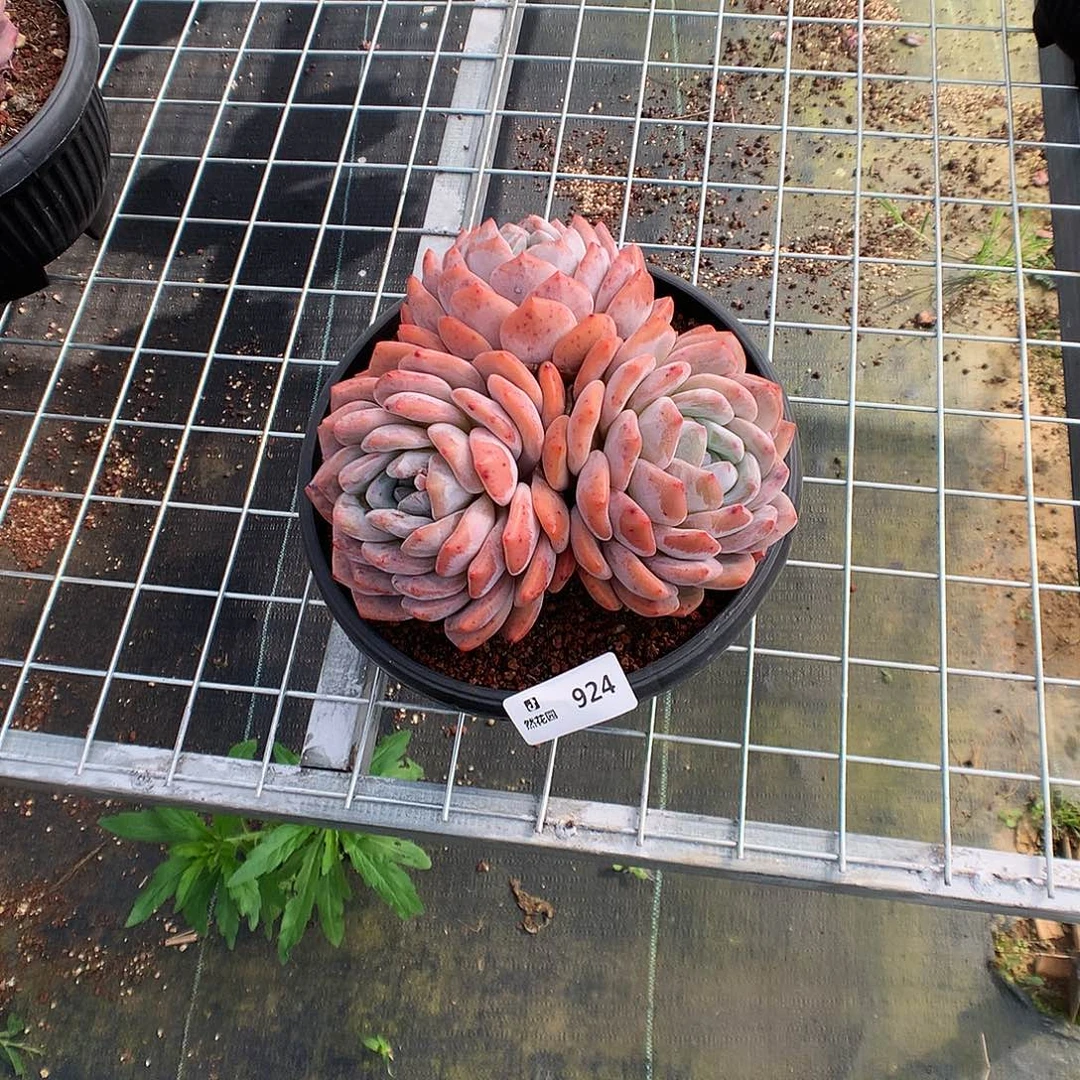 924蒙克多肉植物6666