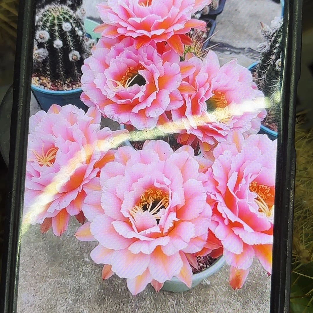 粉桃毛侧牙20包邮仙人球26