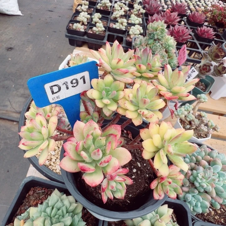 ✨***✨小叮当锦老桩12c m