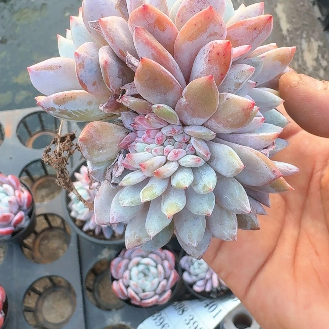 琼**粉838；13316464644