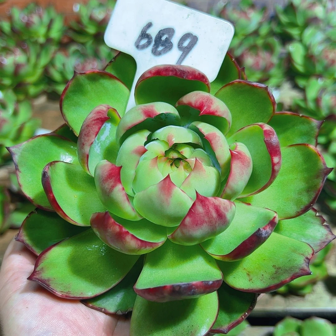 惊鸿仙子一物一拍689号