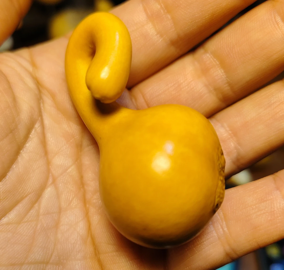 10-40天然葫芦直播间专用链接请勿乱拍