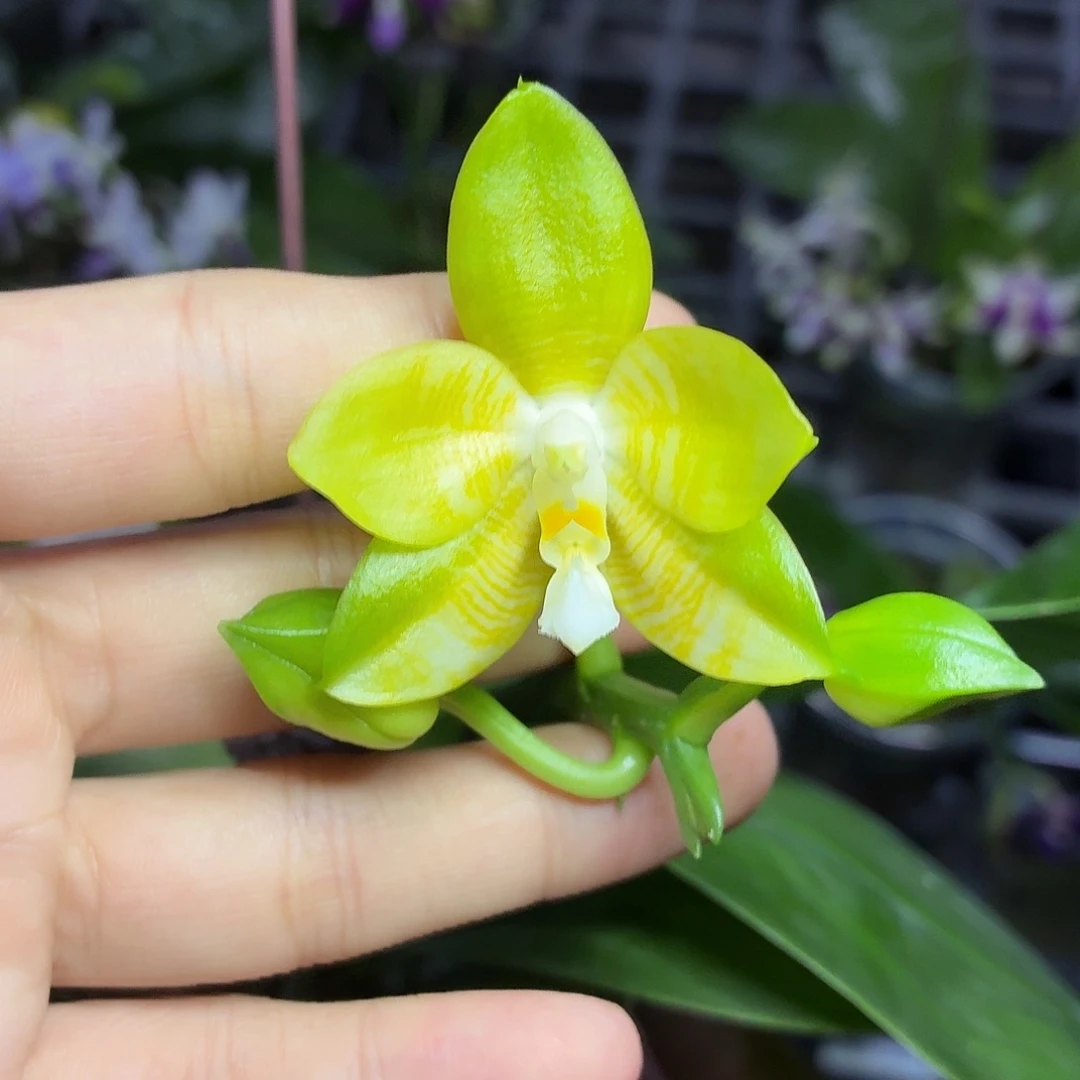 当前无花朵，栽培后可花朵A2079yss1184