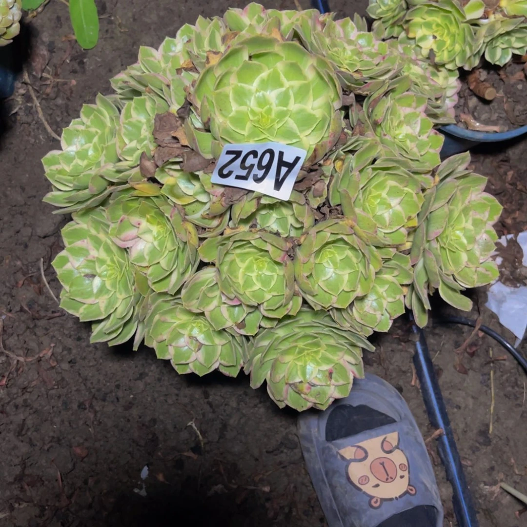 水蜜桃法师26////23包邮