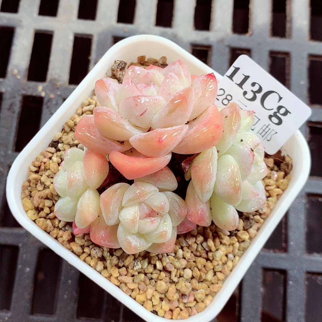 5厘米盆精控多肉113