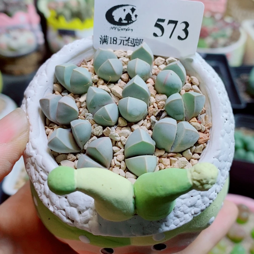 生石花花花花花花花花573